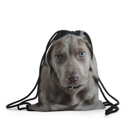 Рюкзак-мешок 3D с принтом Puppy в Белгороде, 100% полиэстер | плотность ткани — 200 г/м2, размер — 35 х 45 см; лямки — толстые шнурки, застежка на шнуровке, без карманов и подкладки | dog | веймаранер | пес | собака | щеночек