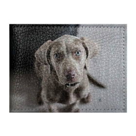Обложка для студенческого билета с принтом Puppy в Белгороде, натуральная кожа | Размер: 11*8 см; Печать на всей внешней стороне | dog | веймаранер | пес | собака | щеночек
