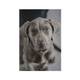 Обложка для паспорта матовая кожа с принтом Puppy в Белгороде, натуральная матовая кожа | размер 19,3 х 13,7 см; прозрачные пластиковые крепления | Тематика изображения на принте: dog | веймаранер | пес | собака | щеночек
