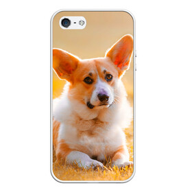 Чехол для iPhone 5/5S матовый с принтом Взгляд в Белгороде, Силикон | Область печати: задняя сторона чехла, без боковых панелей | dog | вельш корги | корги | пес | собака