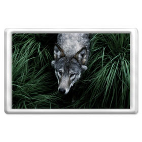 Магнит 45*70 с принтом Волк в траве в Белгороде, Пластик | Размер: 78*52 мм; Размер печати: 70*45 | Тематика изображения на принте: природа | серый | хищник