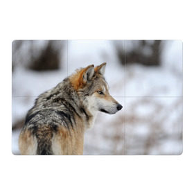 Магнитный плакат 3Х2 с принтом Хозяин леса в Белгороде, Полимерный материал с магнитным слоем | 6 деталей размером 9*9 см | волк | серый