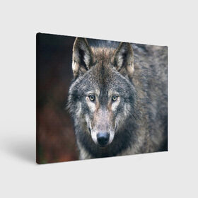 Холст прямоугольный с принтом Серый волк в Белгороде, 100% ПВХ |  | аука | бирюк | волк | волчара | волчица | волчок | глаза | животное | животные | зверь | зеленые | койот | лес | млекопитающее | природа | санитар леса | серый | уши | фауна | хищник | черный | шакал