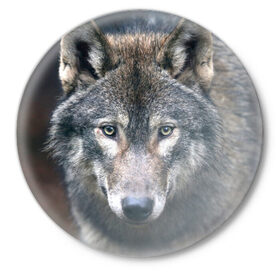 Значок с принтом Серый волк в Белгороде,  металл | круглая форма, металлическая застежка в виде булавки | Тематика изображения на принте: аука | бирюк | волк | волчара | волчица | волчок | глаза | животное | животные | зверь | зеленые | койот | лес | млекопитающее | природа | санитар леса | серый | уши | фауна | хищник | черный | шакал
