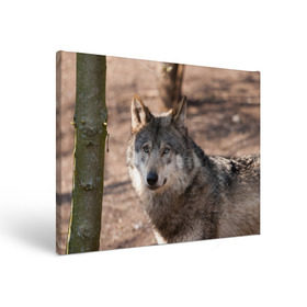 Холст прямоугольный с принтом Серый волк в Белгороде, 100% ПВХ |  | аука | бирюк | волк | волчара | волчица | волчок | глаза | животное | животные | зверь | зеленые | койот | лес | млекопитающее | природа | санитар леса | серый | уши | фауна | хищник | черный | шакал