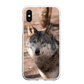 Чехол для iPhone XS Max матовый с принтом Серый волк в Белгороде, Силикон | Область печати: задняя сторона чехла, без боковых панелей | аука | бирюк | волк | волчара | волчица | волчок | глаза | животное | животные | зверь | зеленые | койот | лес | млекопитающее | природа | санитар леса | серый | уши | фауна | хищник | черный | шакал