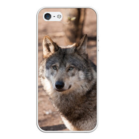 Чехол для iPhone 5/5S матовый с принтом Серый волк в Белгороде, Силикон | Область печати: задняя сторона чехла, без боковых панелей | аука | бирюк | волк | волчара | волчица | волчок | глаза | животное | животные | зверь | зеленые | койот | лес | млекопитающее | природа | санитар леса | серый | уши | фауна | хищник | черный | шакал