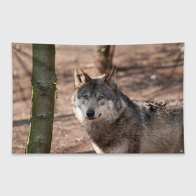 Флаг-баннер с принтом Серый волк в Белгороде, 100% полиэстер | размер 67 х 109 см, плотность ткани — 95 г/м2; по краям флага есть четыре люверса для крепления | аука | бирюк | волк | волчара | волчица | волчок | глаза | животное | животные | зверь | зеленые | койот | лес | млекопитающее | природа | санитар леса | серый | уши | фауна | хищник | черный | шакал