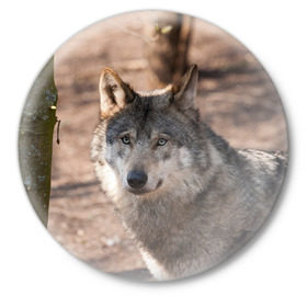 Значок с принтом Серый волк в Белгороде,  металл | круглая форма, металлическая застежка в виде булавки | аука | бирюк | волк | волчара | волчица | волчок | глаза | животное | животные | зверь | зеленые | койот | лес | млекопитающее | природа | санитар леса | серый | уши | фауна | хищник | черный | шакал