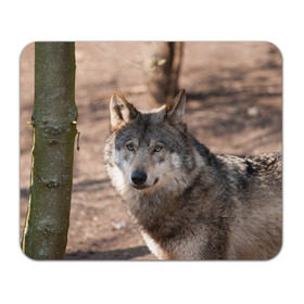 Коврик прямоугольный с принтом Серый волк в Белгороде, натуральный каучук | размер 230 х 185 мм; запечатка лицевой стороны | аука | бирюк | волк | волчара | волчица | волчок | глаза | животное | животные | зверь | зеленые | койот | лес | млекопитающее | природа | санитар леса | серый | уши | фауна | хищник | черный | шакал