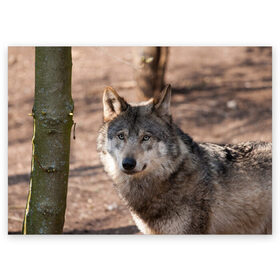 Поздравительная открытка с принтом Серый волк в Белгороде, 100% бумага | плотность бумаги 280 г/м2, матовая, на обратной стороне линовка и место для марки
 | аука | бирюк | волк | волчара | волчица | волчок | глаза | животное | животные | зверь | зеленые | койот | лес | млекопитающее | природа | санитар леса | серый | уши | фауна | хищник | черный | шакал