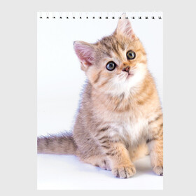 Скетчбук с принтом Любопытный котенок в Белгороде, 100% бумага
 | 48 листов, плотность листов — 100 г/м2, плотность картонной обложки — 250 г/м2. Листы скреплены сверху удобной пружинной спиралью | Тематика изображения на принте: грустный | добрый | животное | киса | киска кися | кот | котенок | котэ | кошка | красивый | лапа | лапка | ласковый | милый | моська | мурлыка | прикольный | смешной | унылый | усатый | шерсть