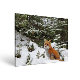 Холст прямоугольный с принтом Лиса в зимнем лесу в Белгороде, 100% ПВХ |  | fox | животное | зверь | красивая | лес | лис | лиса | лисенок | лисица | лисичка | мех | патрикеевна | песец | плутовка | прикольная | природа | рыжая | рыжий цвет | сказка | хвост | хитрая | хищник