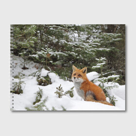 Альбом для рисования с принтом Лиса в зимнем лесу в Белгороде, 100% бумага
 | матовая бумага, плотность 200 мг. | Тематика изображения на принте: fox | животное | зверь | красивая | лес | лис | лиса | лисенок | лисица | лисичка | мех | патрикеевна | песец | плутовка | прикольная | природа | рыжая | рыжий цвет | сказка | хвост | хитрая | хищник