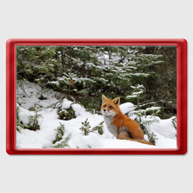 Магнит 45*70 с принтом Лиса в зимнем лесу в Белгороде, Пластик | Размер: 78*52 мм; Размер печати: 70*45 | Тематика изображения на принте: fox | животное | зверь | красивая | лес | лис | лиса | лисенок | лисица | лисичка | мех | патрикеевна | песец | плутовка | прикольная | природа | рыжая | рыжий цвет | сказка | хвост | хитрая | хищник