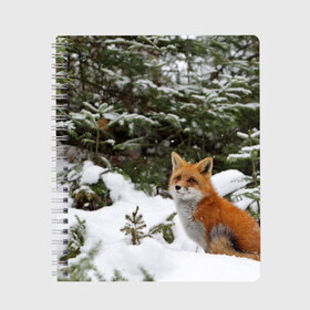 Тетрадь с принтом Лиса в зимнем лесу в Белгороде, 100% бумага | 48 листов, плотность листов — 60 г/м2, плотность картонной обложки — 250 г/м2. Листы скреплены сбоку удобной пружинной спиралью. Уголки страниц и обложки скругленные. Цвет линий — светло-серый
 | Тематика изображения на принте: fox | животное | зверь | красивая | лес | лис | лиса | лисенок | лисица | лисичка | мех | патрикеевна | песец | плутовка | прикольная | природа | рыжая | рыжий цвет | сказка | хвост | хитрая | хищник