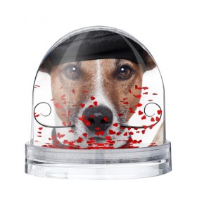 Водяной шар с принтом Джек рассел - мексиканец в Белгороде, Пластик | Изображение внутри шара печатается на глянцевой фотобумаге с двух сторон | джек | любимец | пес | песик | питомец | рассел | собака | собаки | собачка | терьер