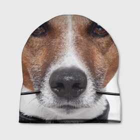 Шапка 3D с принтом Джек рассел - мексиканец в Белгороде, 100% полиэстер | универсальный размер, печать по всей поверхности изделия | Тематика изображения на принте: джек | любимец | пес | песик | питомец | рассел | собака | собаки | собачка | терьер