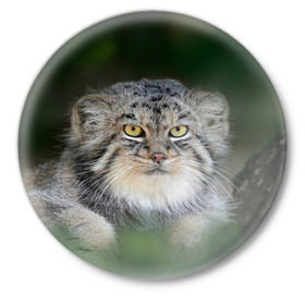 Значок с принтом Манул в Белгороде,  металл | круглая форма, металлическая застежка в виде булавки | Тематика изображения на принте: всеядный | детеныш | дикие | животные | звери | зверята | кот | манул | медведь | хищник