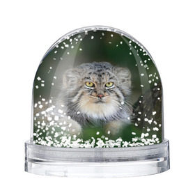 Снежный шар с принтом Манул в Белгороде, Пластик | Изображение внутри шара печатается на глянцевой фотобумаге с двух сторон | Тематика изображения на принте: всеядный | детеныш | дикие | животные | звери | зверята | кот | манул | медведь | хищник