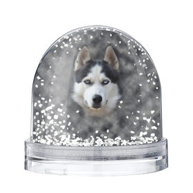 Снежный шар с принтом Хаска в Белгороде, Пластик | Изображение внутри шара печатается на глянцевой фотобумаге с двух сторон | мордочка | пес | собака | хаска | щенок