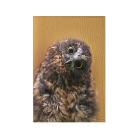 Обложка для паспорта матовая кожа с принтом Совёнок в Белгороде, натуральная матовая кожа | размер 19,3 х 13,7 см; прозрачные пластиковые крепления | взгляд | глаза | клюв | пернатые | перья | прикол | птица | сова | юмор