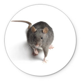 Коврик круглый с принтом Крыса в Белгороде, резина и полиэстер | круглая форма, изображение наносится на всю лицевую часть | животные | крыса | мышка | мышь