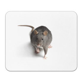Коврик прямоугольный с принтом Крыса в Белгороде, натуральный каучук | размер 230 х 185 мм; запечатка лицевой стороны | животные | крыса | мышка | мышь