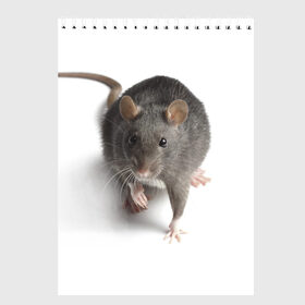 Скетчбук с принтом Крыса в Белгороде, 100% бумага
 | 48 листов, плотность листов — 100 г/м2, плотность картонной обложки — 250 г/м2. Листы скреплены сверху удобной пружинной спиралью | животные | крыса | мышка | мышь