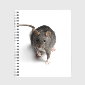 Тетрадь с принтом Крыса в Белгороде, 100% бумага | 48 листов, плотность листов — 60 г/м2, плотность картонной обложки — 250 г/м2. Листы скреплены сбоку удобной пружинной спиралью. Уголки страниц и обложки скругленные. Цвет линий — светло-серый
 | Тематика изображения на принте: животные | крыса | мышка | мышь