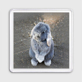 Магнит 55*55 с принтом Кролик в Белгороде, Пластик | Размер: 65*65 мм; Размер печати: 55*55 мм | грызун | животные | заяц | кролик | мордочка | природа | пушистый | уши
