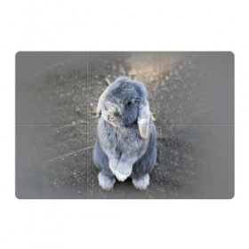 Магнитный плакат 3Х2 с принтом Кролик в Белгороде, Полимерный материал с магнитным слоем | 6 деталей размером 9*9 см | Тематика изображения на принте: грызун | животные | заяц | кролик | мордочка | природа | пушистый | уши