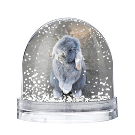 Водяной шар с принтом Кролик в Белгороде, Пластик | Изображение внутри шара печатается на глянцевой фотобумаге с двух сторон | Тематика изображения на принте: грызун | животные | заяц | кролик | мордочка | природа | пушистый | уши