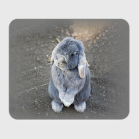 Коврик прямоугольный с принтом Кролик в Белгороде, натуральный каучук | размер 230 х 185 мм; запечатка лицевой стороны | Тематика изображения на принте: грызун | животные | заяц | кролик | мордочка | природа | пушистый | уши