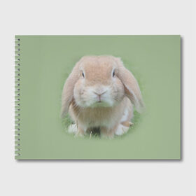 Альбом для рисования с принтом Кролик в Белгороде, 100% бумага
 | матовая бумага, плотность 200 мг. | грызун | животные | заяц | кролик | мордочка | природа | пушистый | уши