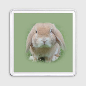 Магнит 55*55 с принтом Кролик в Белгороде, Пластик | Размер: 65*65 мм; Размер печати: 55*55 мм | грызун | животные | заяц | кролик | мордочка | природа | пушистый | уши