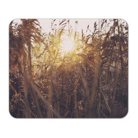 Коврик прямоугольный с принтом Солнце во ржи в Белгороде, натуральный каучук | размер 230 х 185 мм; запечатка лицевой стороны | восход | закат | лучи | поле | природа | растения | рож | солнце | тепло