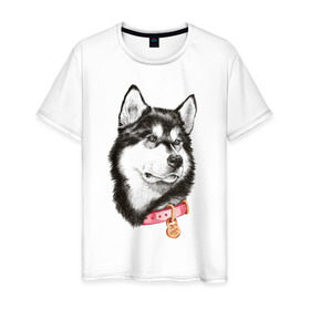 Мужская футболка хлопок с принтом Маламут в Белгороде, 100% хлопок | прямой крой, круглый вырез горловины, длина до линии бедер, слегка спущенное плечо. | аляска | карандаш | маламут | рисунок | собака | хаски