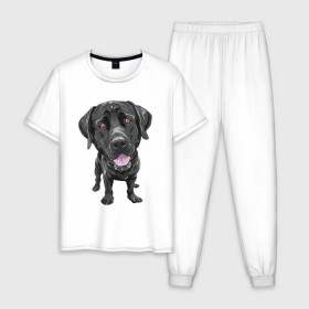 Мужская пижама хлопок с принтом Черный лабрадор в Белгороде, 100% хлопок | брюки и футболка прямого кроя, без карманов, на брюках мягкая резинка на поясе и по низу штанин
 | Тематика изображения на принте: домашние животные | лабрадоры | пес | песик | ретриверы | собака | собачка