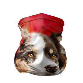 Бандана-труба 3D с принтом Бордер колли в красных листьях в Белгороде, 100% полиэстер, ткань с особыми свойствами — Activecool | плотность 150‒180 г/м2; хорошо тянется, но сохраняет форму | Тематика изображения на принте: border collie | dog | бордер колли | красный | листья | осень | собака