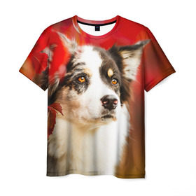 Мужская футболка 3D с принтом Бордер колли в красных листьях в Белгороде, 100% полиэфир | прямой крой, круглый вырез горловины, длина до линии бедер | border collie | dog | бордер колли | красный | листья | осень | собака