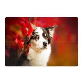 Магнитный плакат 3Х2 с принтом Бордер колли в красных листьях в Белгороде, Полимерный материал с магнитным слоем | 6 деталей размером 9*9 см | border collie | dog | бордер колли | красный | листья | осень | собака