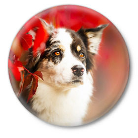 Значок с принтом Бордер колли в красных листьях в Белгороде,  металл | круглая форма, металлическая застежка в виде булавки | border collie | dog | бордер колли | красный | листья | осень | собака