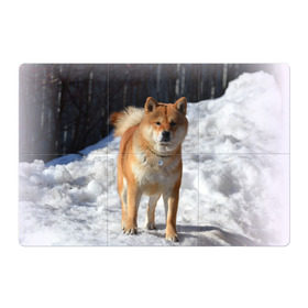 Магнитный плакат 3Х2 с принтом Акита-ину в Белгороде, Полимерный материал с магнитным слоем | 6 деталей размером 9*9 см | Тематика изображения на принте: акита | животное | животные | ину | овчарка | пес | песик | псы | сиба | собака | собаки | шиба