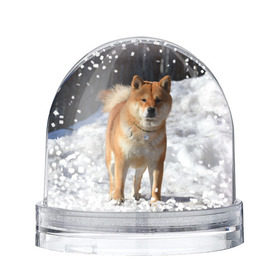 Снежный шар с принтом Акита-ину в Белгороде, Пластик | Изображение внутри шара печатается на глянцевой фотобумаге с двух сторон | акита | животное | животные | ину | овчарка | пес | песик | псы | сиба | собака | собаки | шиба