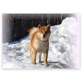 Поздравительная открытка с принтом Акита-ину в Белгороде, 100% бумага | плотность бумаги 280 г/м2, матовая, на обратной стороне линовка и место для марки
 | Тематика изображения на принте: акита | животное | животные | ину | овчарка | пес | песик | псы | сиба | собака | собаки | шиба