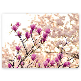 Поздравительная открытка с принтом Сакура в Белгороде, 100% бумага | плотность бумаги 280 г/м2, матовая, на обратной стороне линовка и место для марки
 | Тематика изображения на принте: деревья | красота | небо | природа | сакура | цветение | цветы | япония