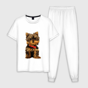 Мужская пижама хлопок с принтом Нарисованный йорк в Белгороде, 100% хлопок | брюки и футболка прямого кроя, без карманов, на брюках мягкая резинка на поясе и по низу штанин
 | йорк | йоркширский терьер | нарисованная собака | собаки