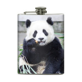 Фляга с принтом Большая панда в Белгороде, металлический корпус | емкость 0,22 л, размер 125 х 94 мм. Виниловая наклейка запечатывается полностью | бамбук | белый | джунгли | дикое | животное | китай | лес | медведь | черный
