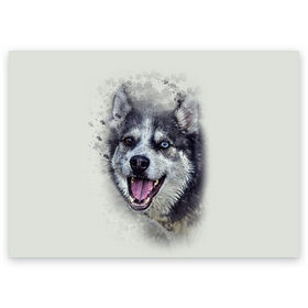 Поздравительная открытка с принтом Хаска в Белгороде, 100% бумага | плотность бумаги 280 г/м2, матовая, на обратной стороне линовка и место для марки
 | животные | пес | собака | хаска